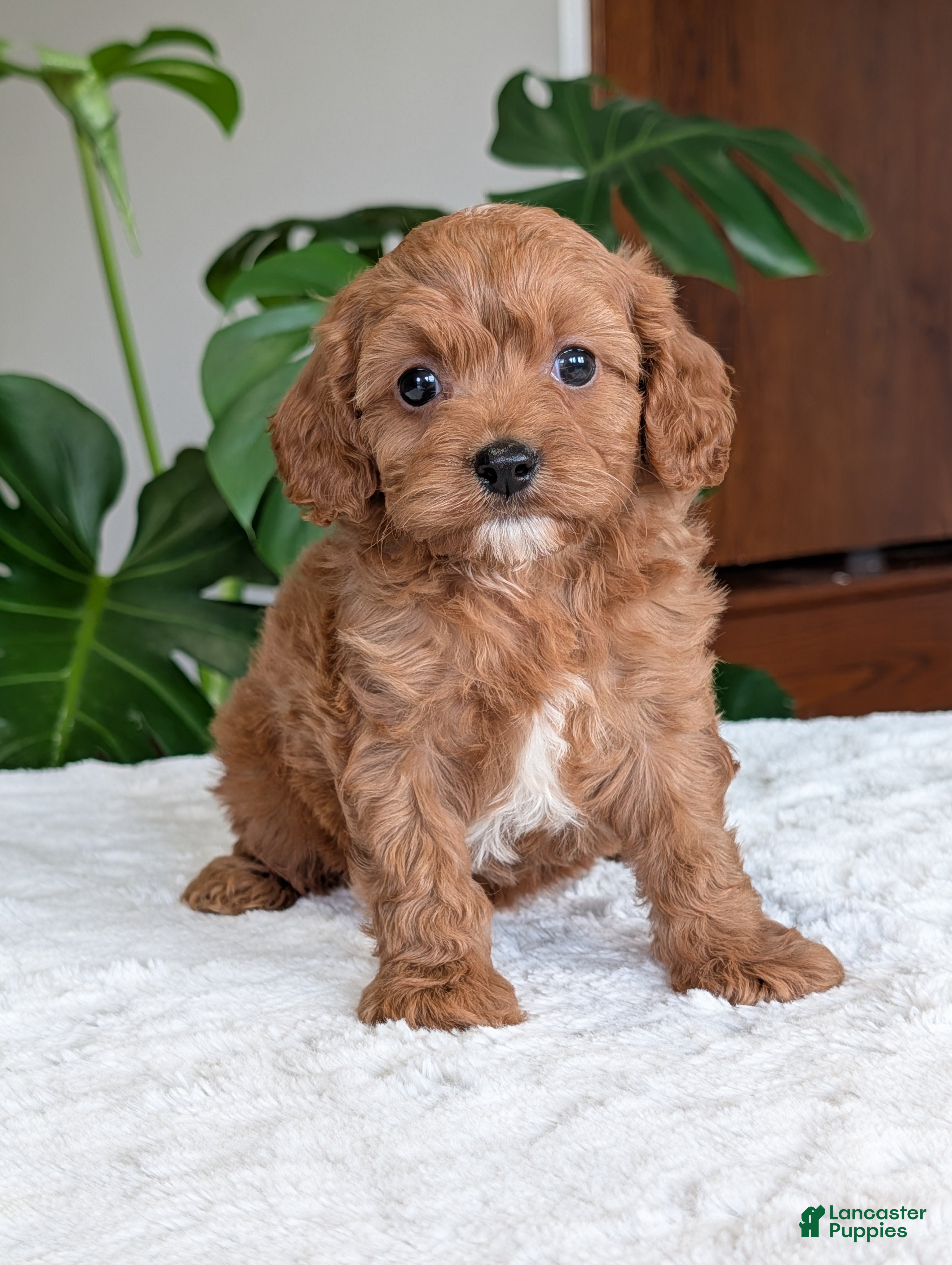 Cavapoo dogs Kylie - Ad 2