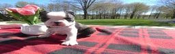 Boston Terrier dogs for sale: Boston Terrier Puppy 1 Drake - Ad 3