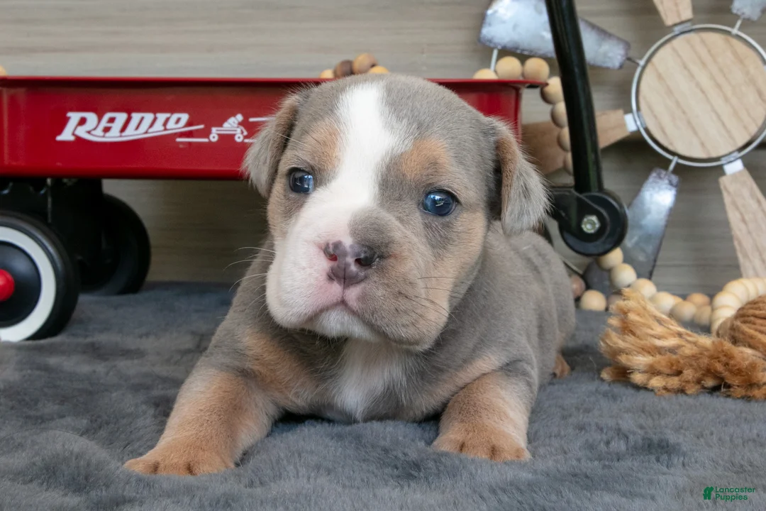 Beabull dogs for sale: Nugget - Ad 3