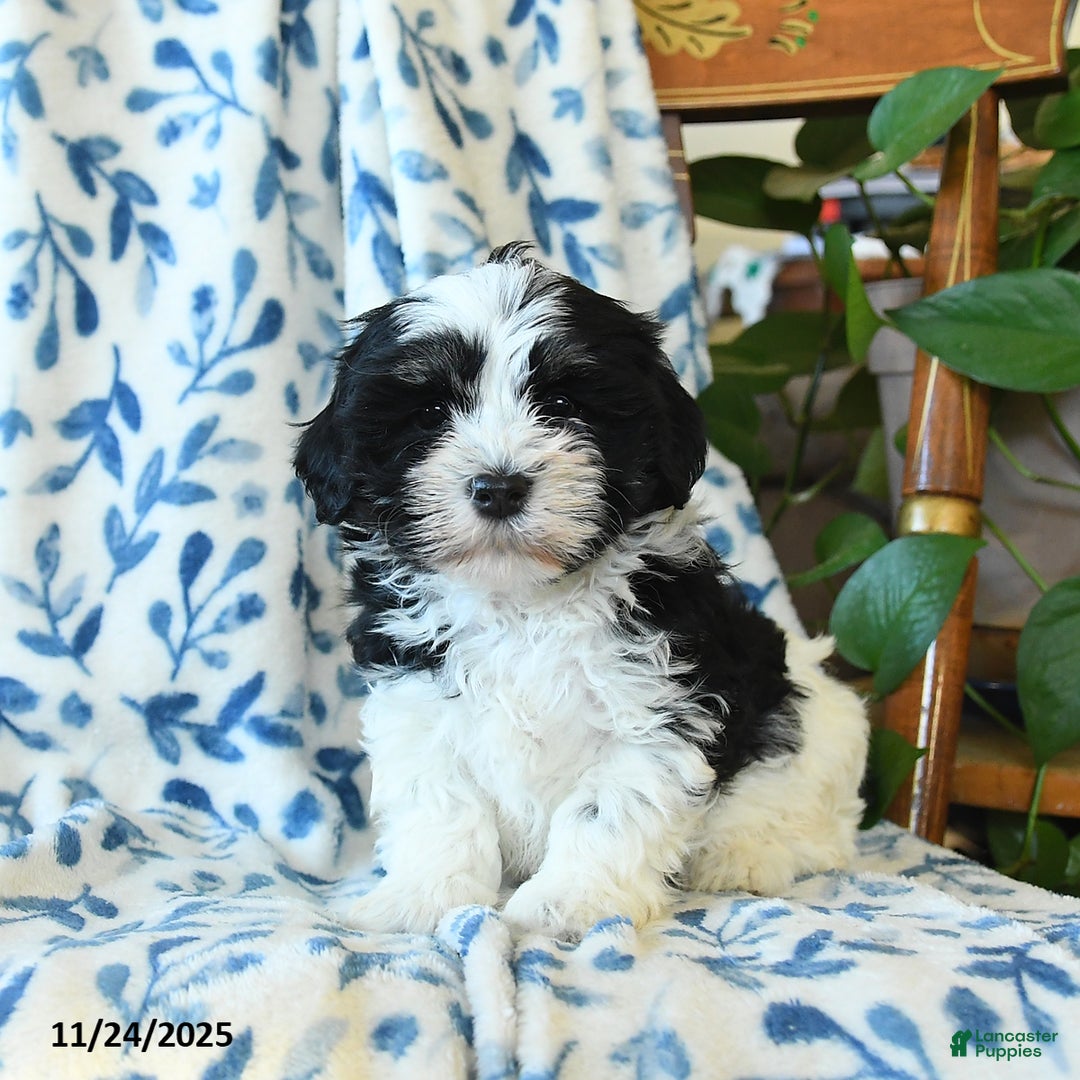 Havanese dogs for sale: Betty   - Ad 1