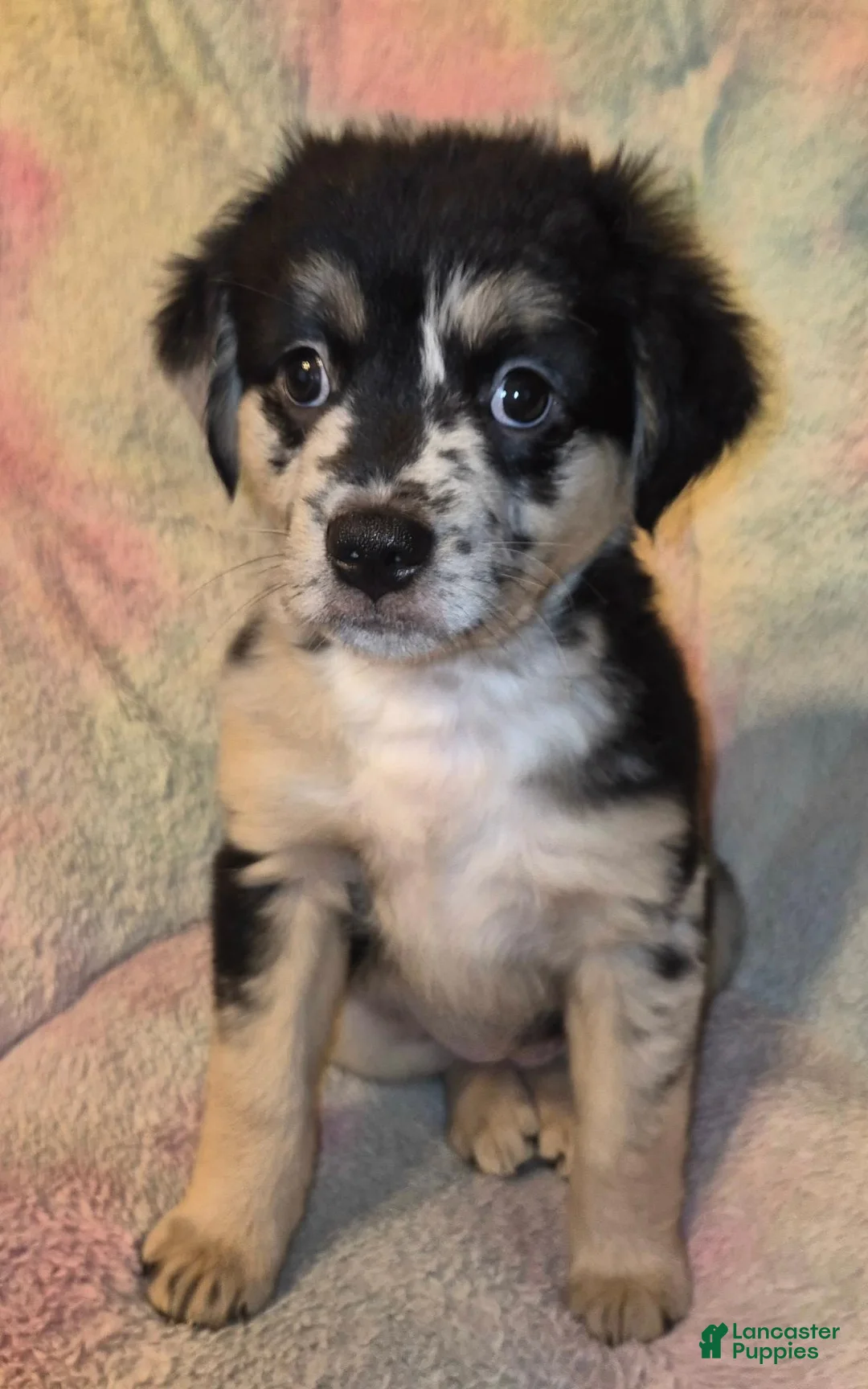 Mixed Breed dogs for sale: Nova - Ad 2