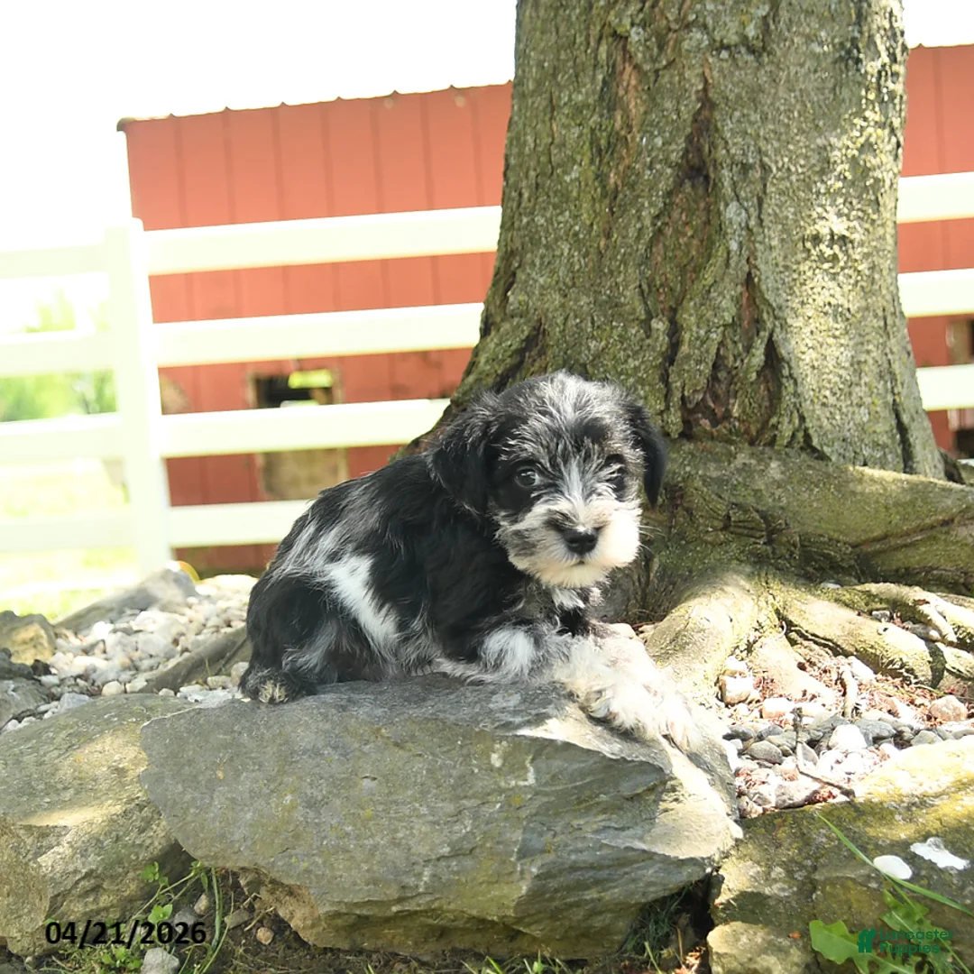 Miniature Schnauzer dogs for sale: Lola - Ad 2