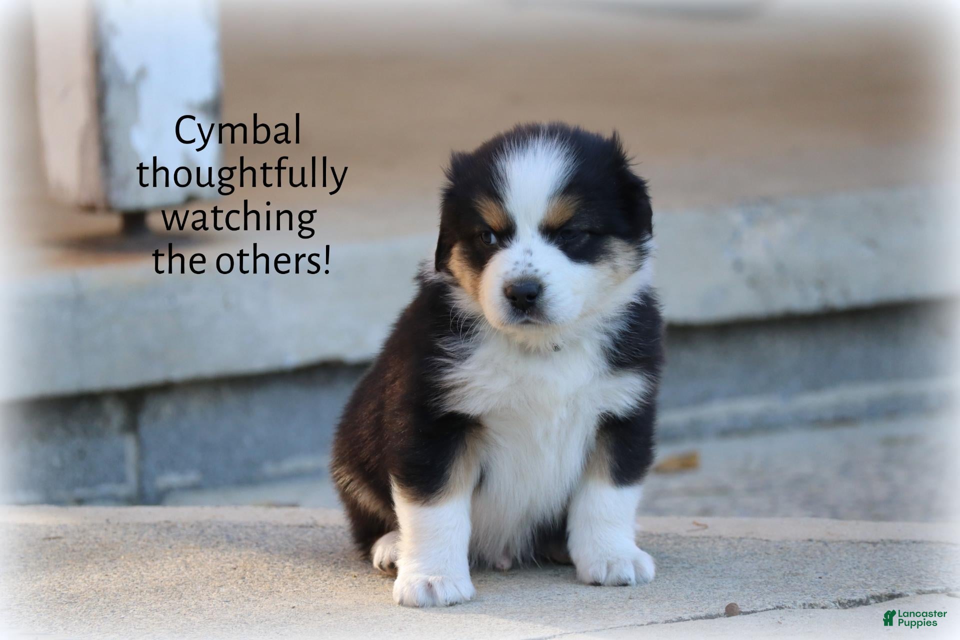 Miniature Australian Shepherd dogs for sale: Cymbal - Ad 2
