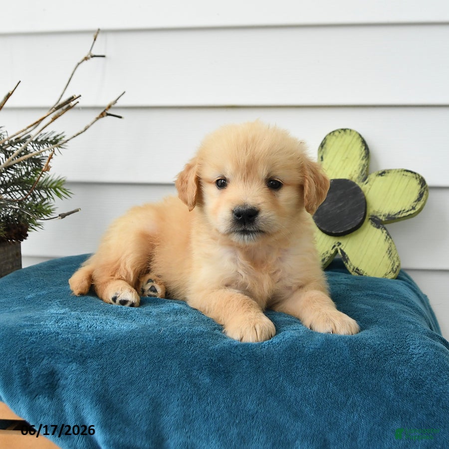 Golden Retriever dogs Margot - Ad 1