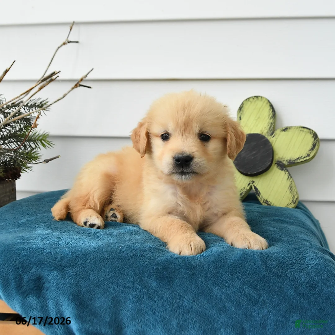 Golden Retriever dogs for sale: Margot - Ad 1