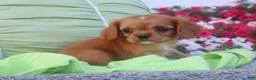 Cavalier King Charles Spaniel dogs for sale: Cavalier King Charles Spaniel 1 - Ad 2