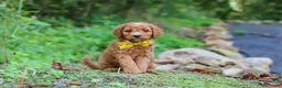 Mini Goldendoodle dogs for sale: Rocky - Ad 2