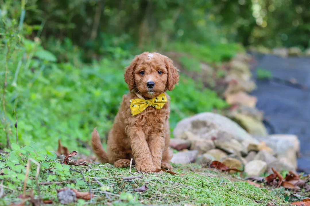 Mini Goldendoodle dogs for sale: Rocky - Ad 2