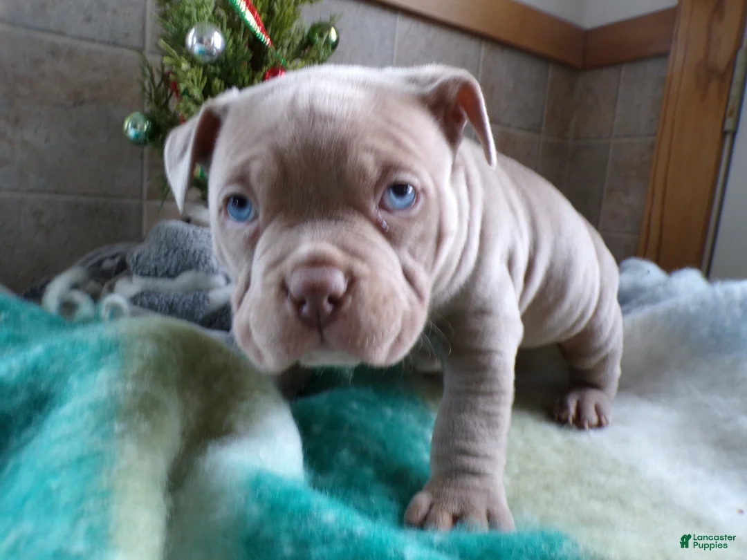 Gallery Image {{count}}