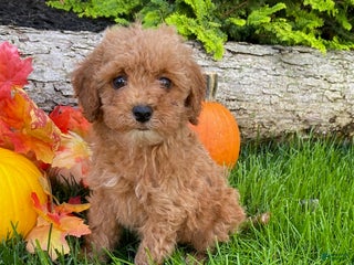 Cavapoo dogs - Ad 10