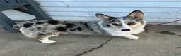 Welsh Corgi Pembroke dogs for sale: Pepper - Ad 5