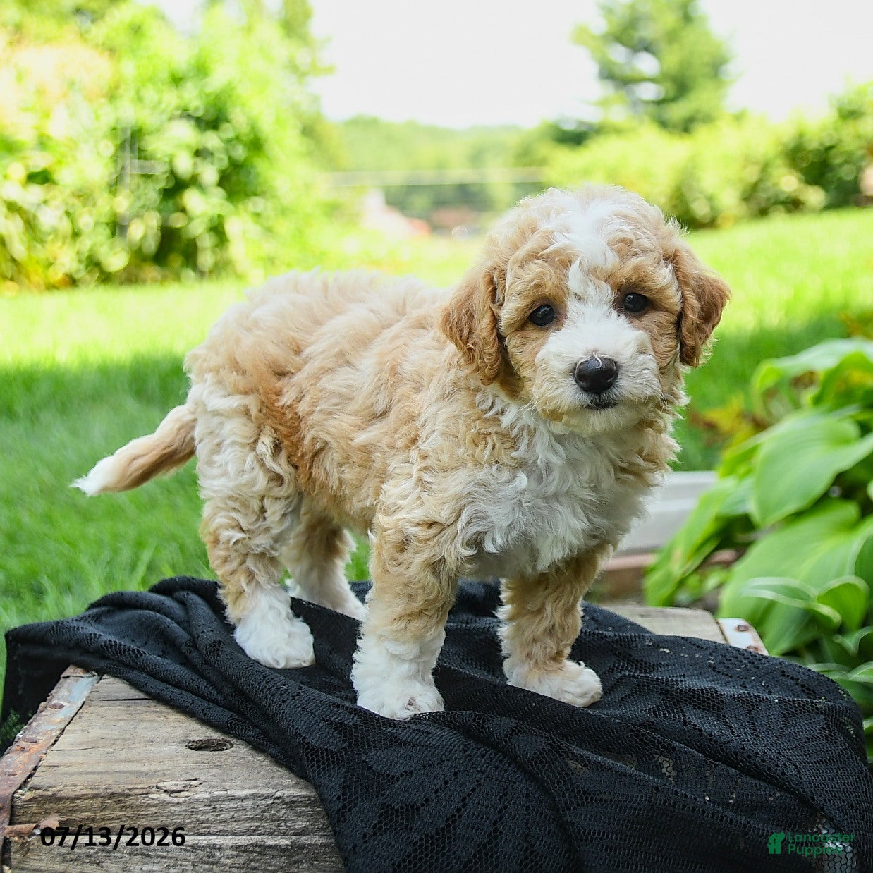 Bichpoo dogs Heidi - Ad 1