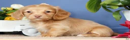 Miniature Dachshund dogs for sale: Daisy - Ad 3