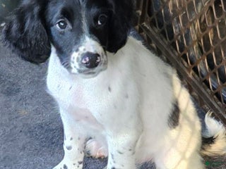 English Springer Spaniel dogs Finn - Ad 37
