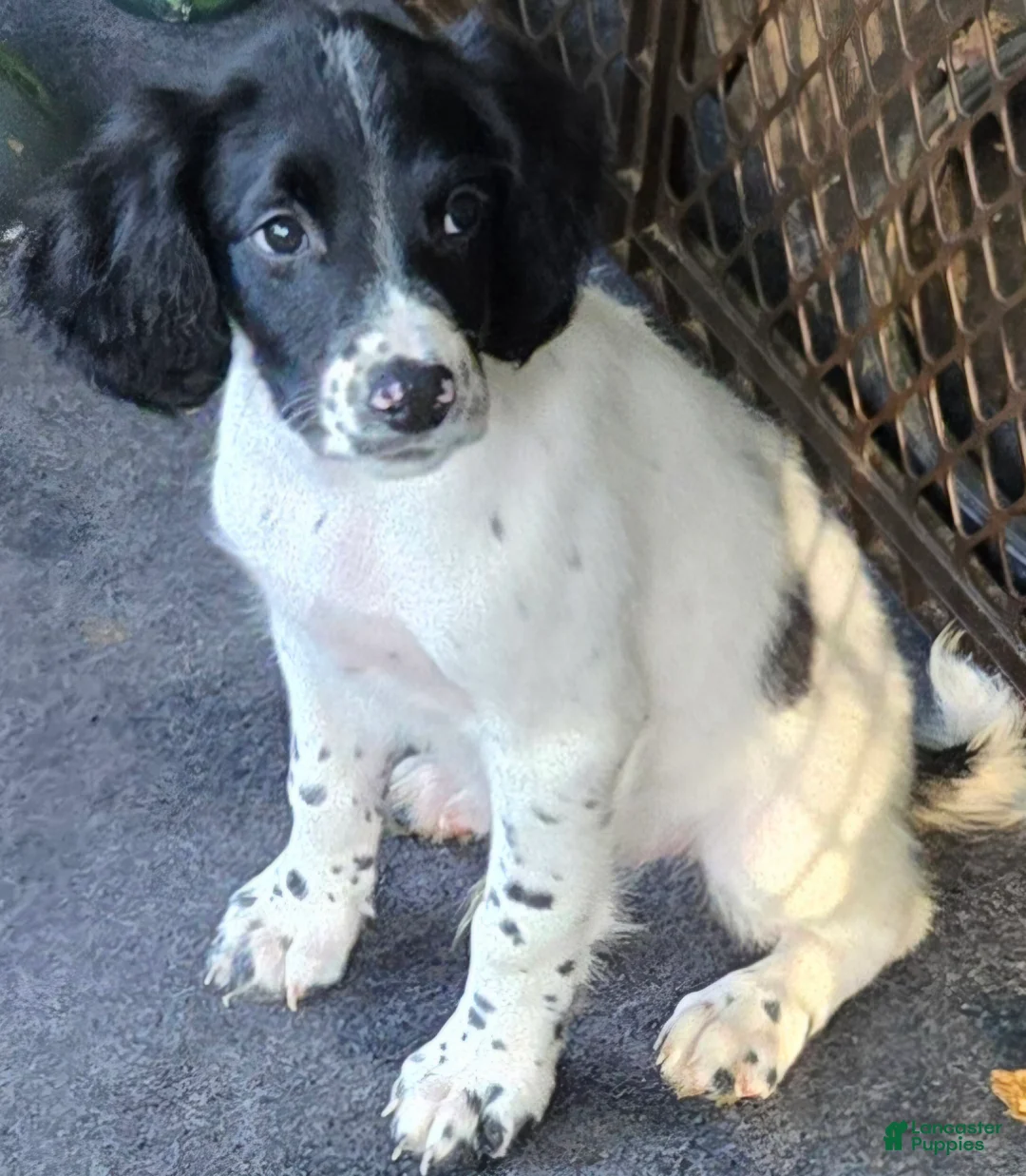 English Springer Spaniel dogs for sale: Finn - Ad 1