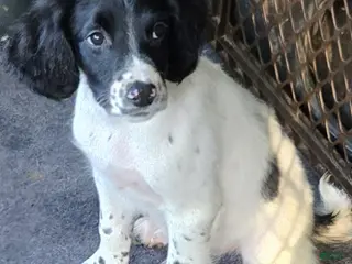 English Springer Spaniel dogs Finn - Ad 14