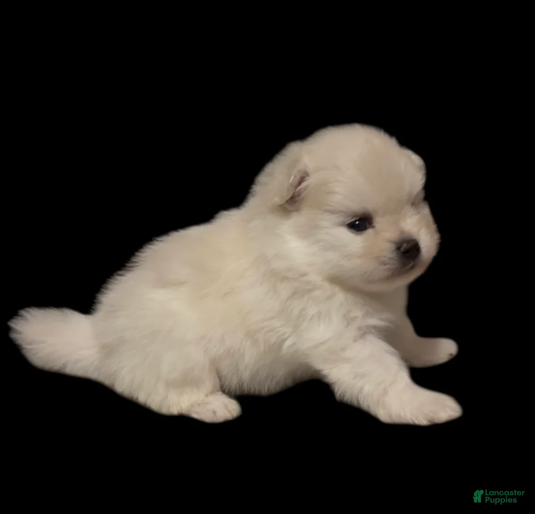 Pomeranian dogs for sale: Biscuit  - Ad 13