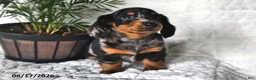 Miniature Dachshund dogs for sale: Dusty - Ad 3