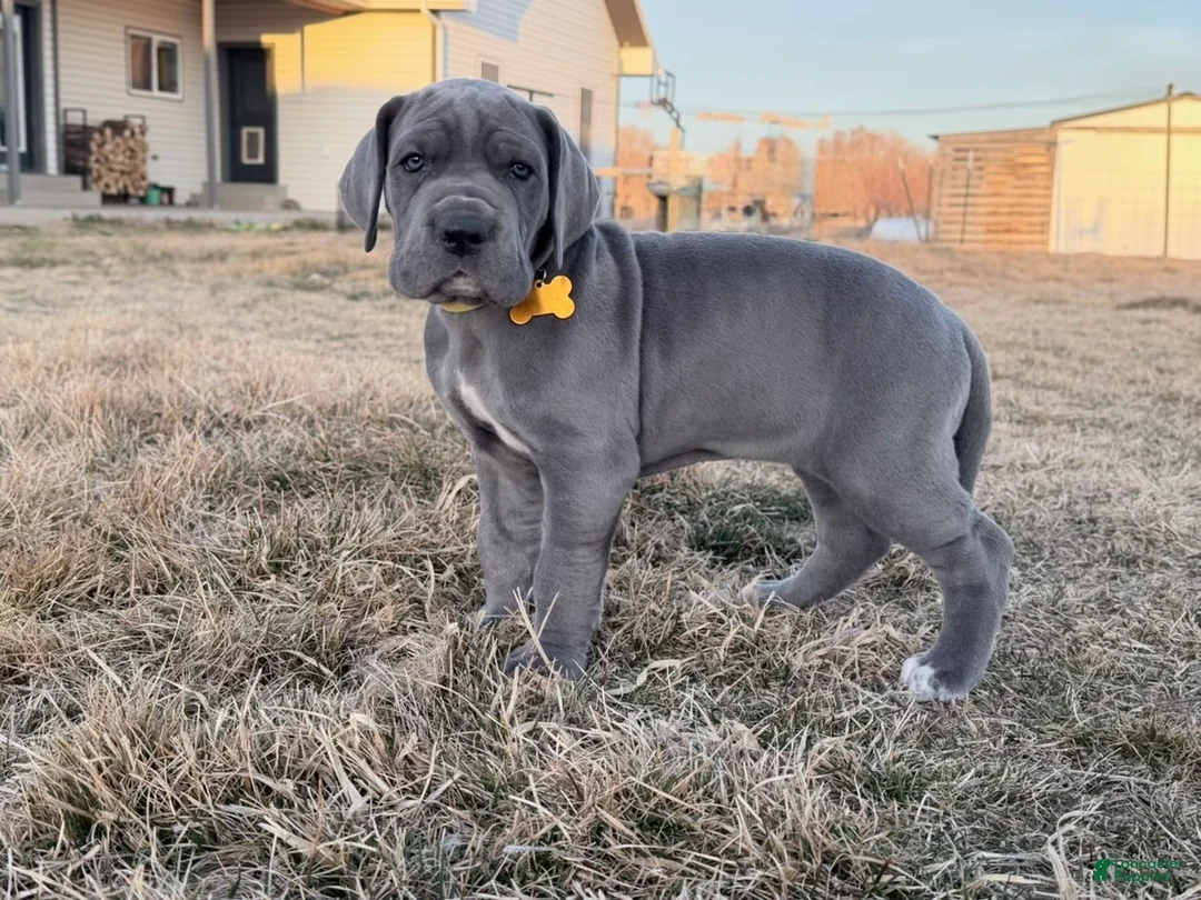 Great Dane dogs for sale: Yellow Great Dane Girl 2 - Ad 1