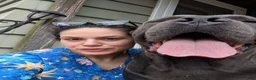 Cane Corso dogs for sale: Cane Corso 1 - Ad 5