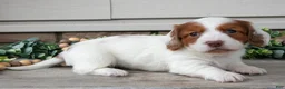 Miniature Dachshund dogs for sale: Lassie - Ad 1