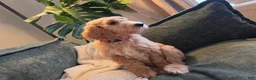 Labradoodle dogs for sale: Melody - Pink collar  - Ad 3