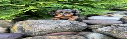 Miniature Dachshund dogs for sale: Carly  - Ad 12