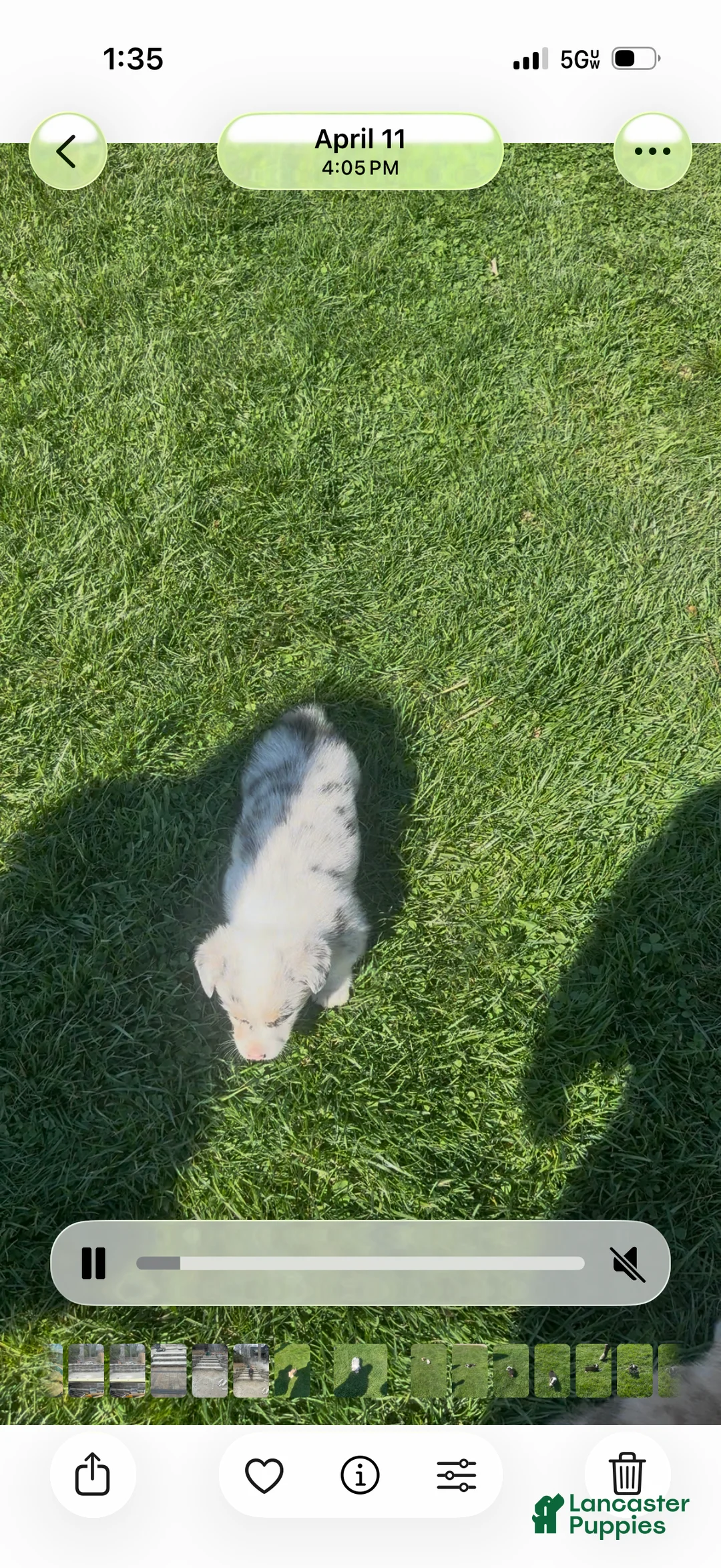 American Corgi dogs for sale: American Corgi Puppy 1 - Ad 2