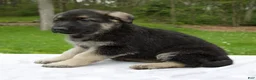 German Shepherd dogs for sale: Scarlet - Ad 3