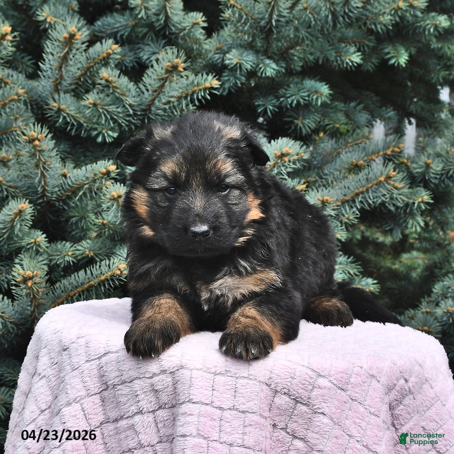 German Shepherd dogs Molly - Ad 1