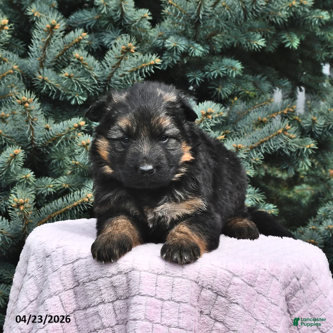 German Shepherd dogs for sale: Molly - Ad 1