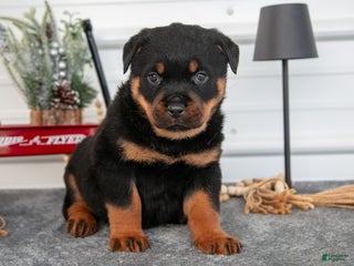 Rottweiler dogs Harmony - Ad 26