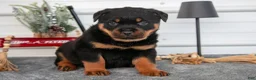 Rottweiler dogs for sale: Harmony - Ad 1