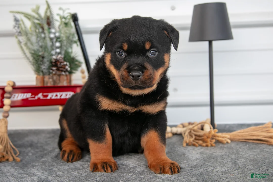 Rottweiler dogs for sale: Harmony - Ad 1