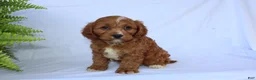 Cavapoo dogs for sale: Sam - Ad 11