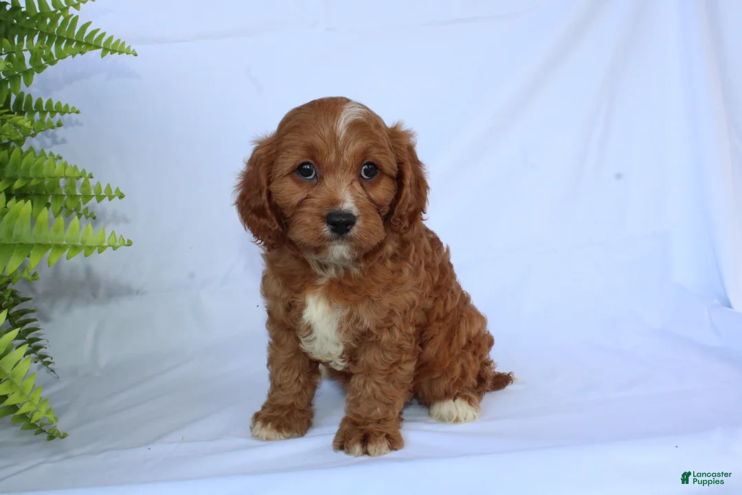 Cavapoo dogs for sale: Sam - Ad 11