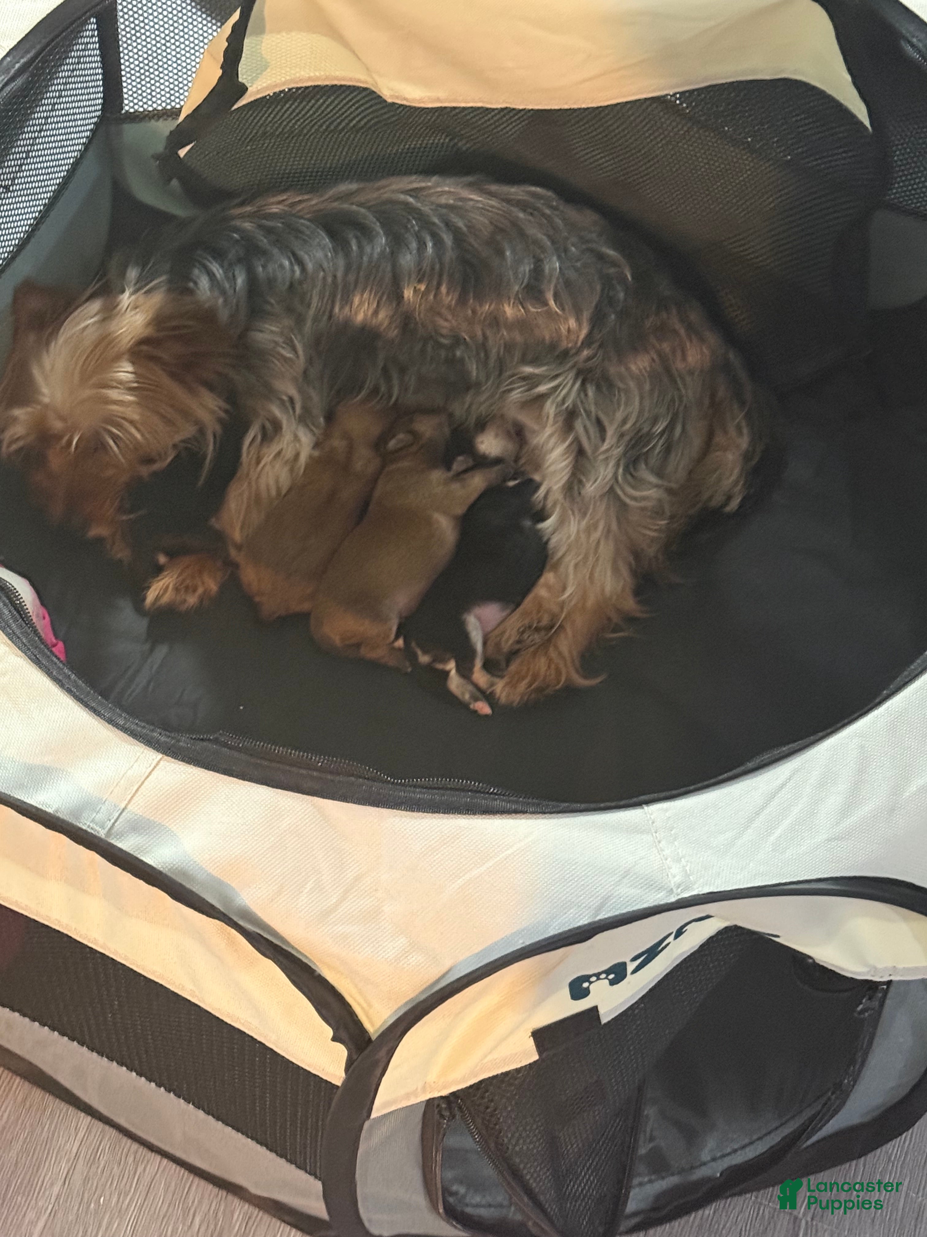 Morkie dogs Morkie 3 - Ad 34