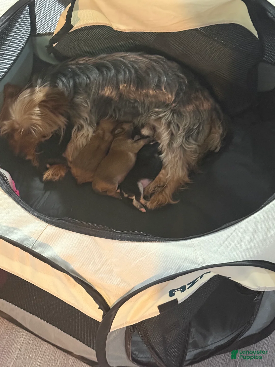 Morkie dogs for sale: Morkie 3 - Ad 1