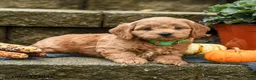 Cockapoo dogs for sale: Donovan - Ad 3