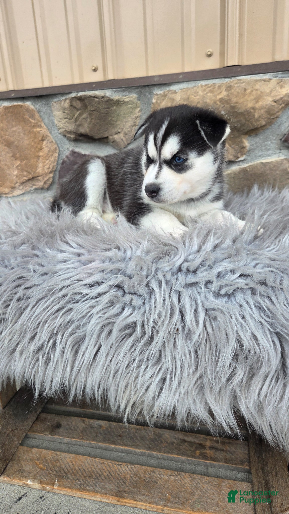 Siberian Husky dogs for sale: Cookie - Ad 1