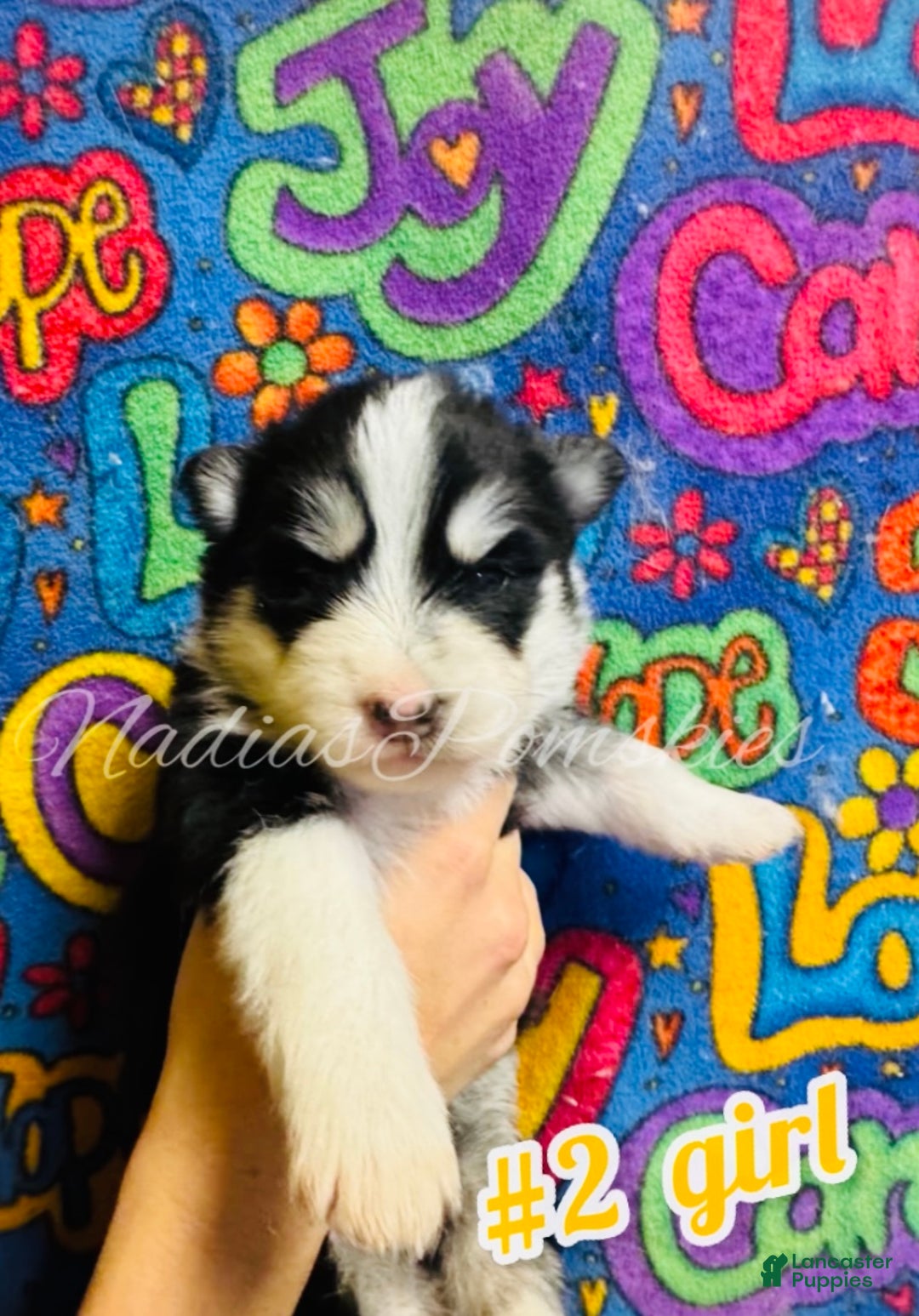 Pomsky dogs for sale: Pomsky Puppy 4 - Ad 1