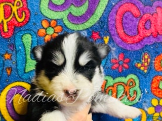 Pomsky dogs Pomsky Puppy 4 - Ad 9