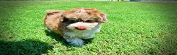 Havapoo dogs for sale: Domino - Ad 19