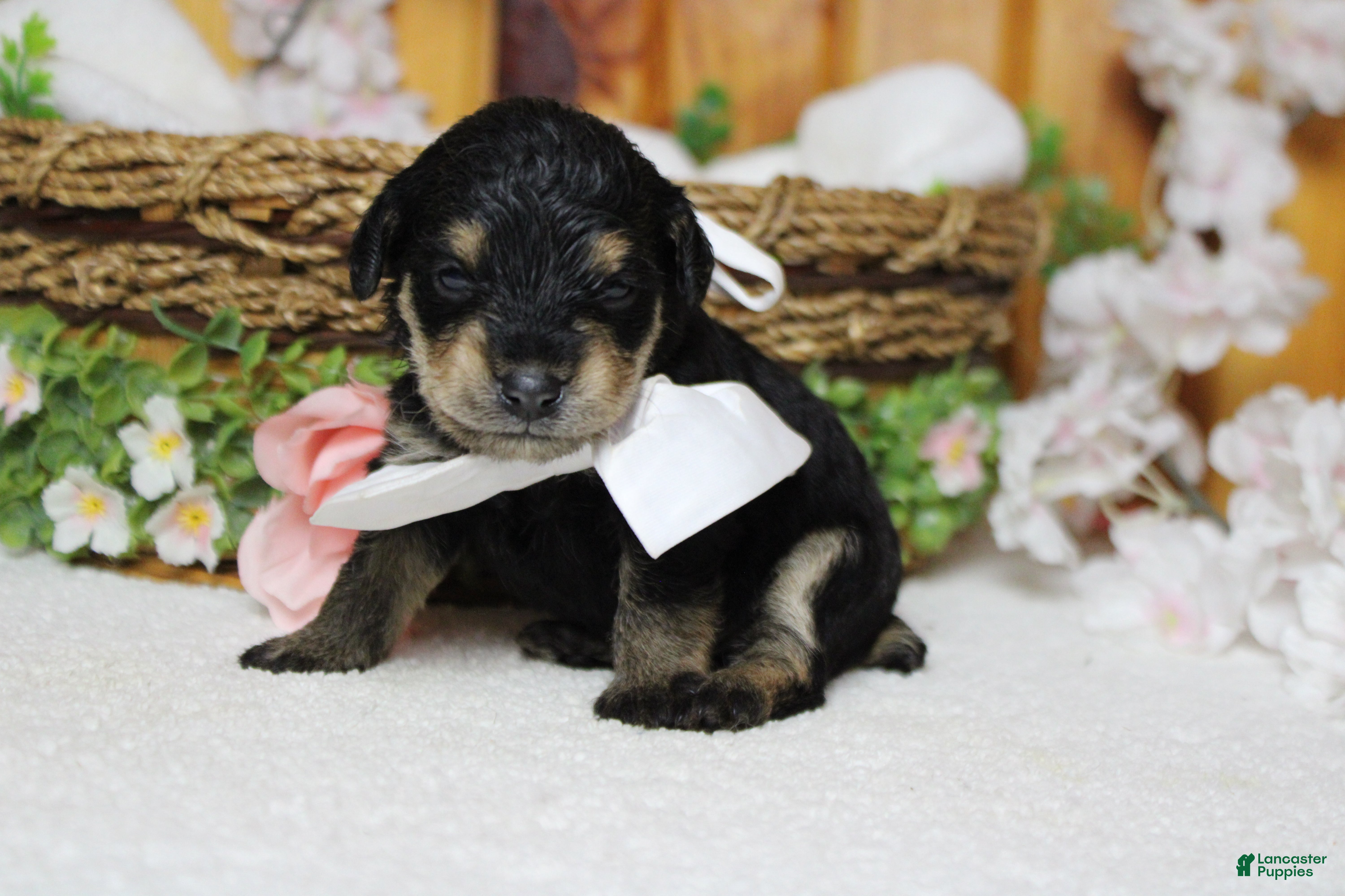 Schnoodle dogs Chardonnay  - Ad 2