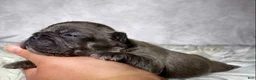 Frenchton dogs for sale: Miss Annie  - Ad 2