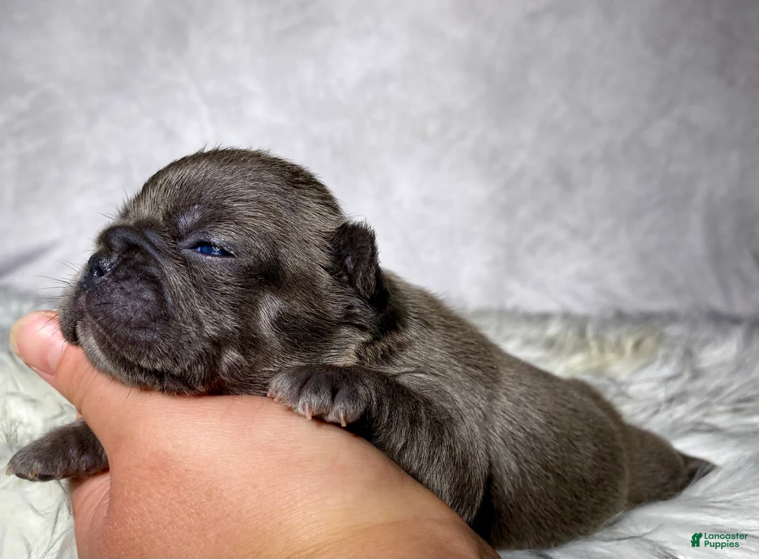 Frenchton dogs for sale: Miss Annie  - Ad 2