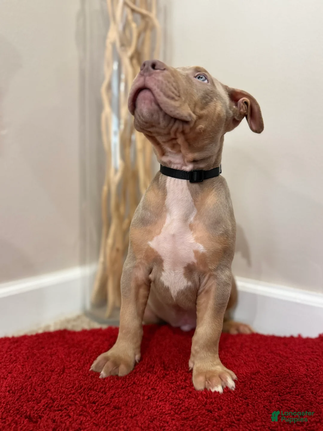 American Bully dogs for sale: American Bully Puppy 7 - Ad 2