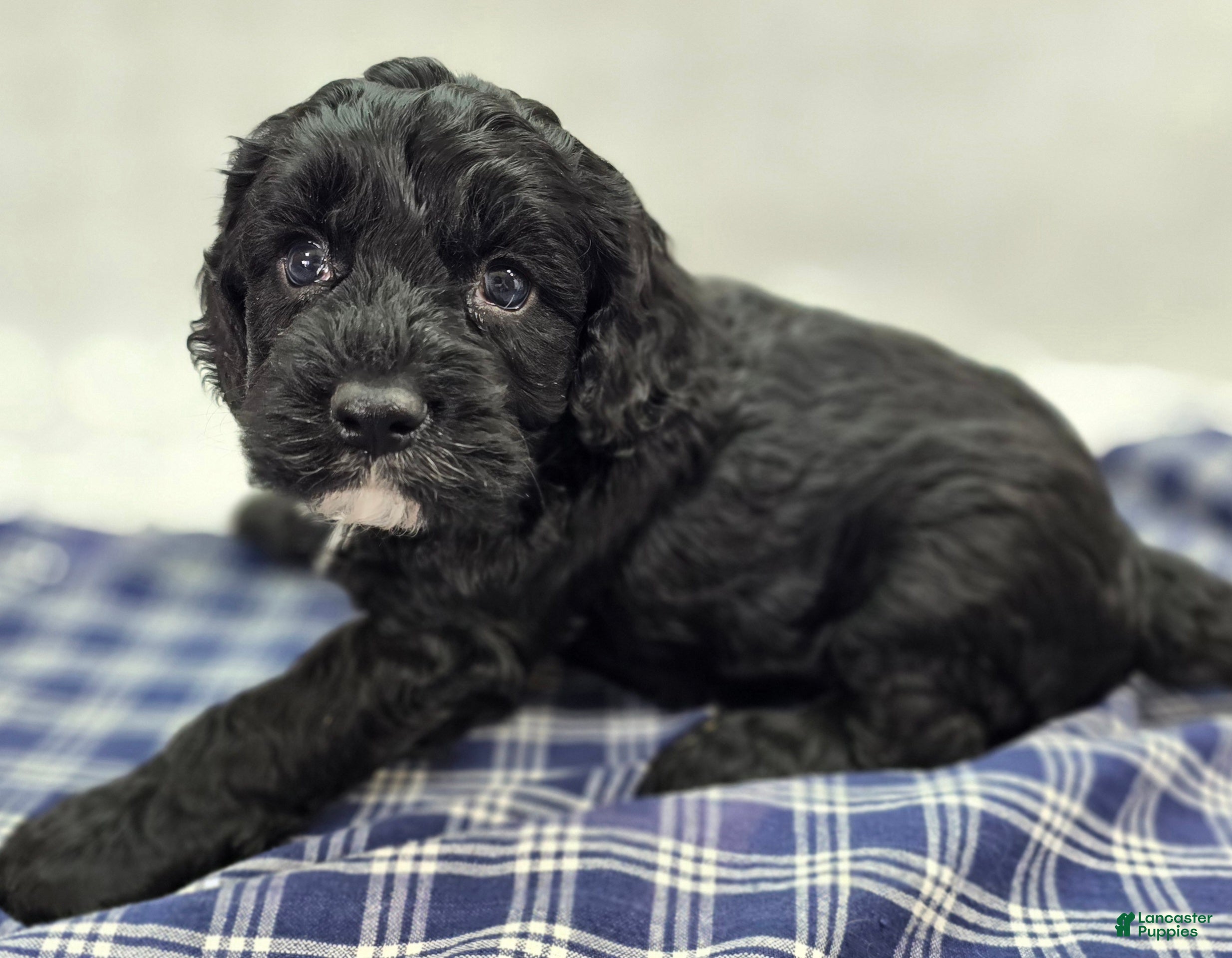 Cockapoo dogs Sirius - Ad 18