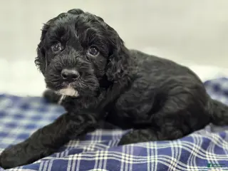 Cockapoo dogs Sirius - Ad 17