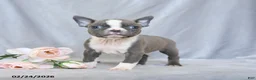 Boston Terrier dogs for sale: Fritz - Ad 1